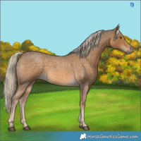 Horse Color:Chocolate Palomino Roan