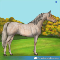 Horse Color:Chocolate Palomino Roan 