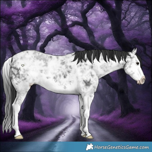 Horse Color:Black Ice Sabino Splash 