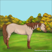 Horse Color:Red Dun 