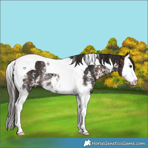 Horse Color:Bay Ice Sabino Splash Tobiano Rabicano