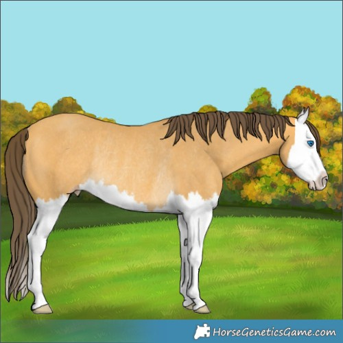 Horse Color:Amber Cream Champagne Splash Rabicano