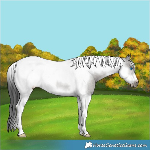 Horse Color:Grullo Tobiano Frame