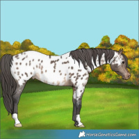 Horse Color:Brown Dun Appaloosa 