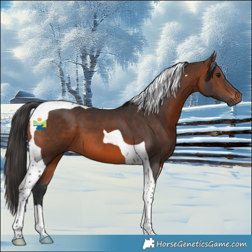 Horse Color:Brown Tobiano 