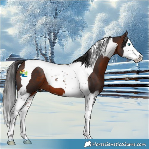 Horse Color:Brown Splash Tobiano 