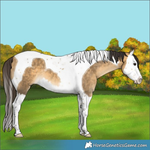 Horse Color:Buckskin Dun Splash Tobiano