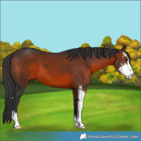 Horse Color:Brown Sabino 