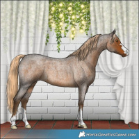 Horse Color:Chocolate Palomino Roan 