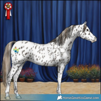 Horse Color:Smoky Grullo Near Leopard Rabicano 