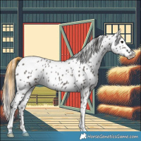 Horse Color:Smoky Grullo Near Leopard Rabicano 