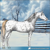 Horse Color:Smoky Grullo Appaloosa Rabicano 