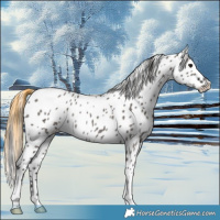 Horse Color:Smoky Grullo Near Leopard Rabicano