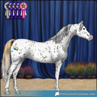 Horse Color:Smoky Grullo Appaloosa Rabicano 