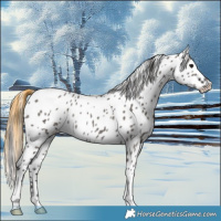 Horse Color:Smoky Grullo Near Leopard Rabicano 