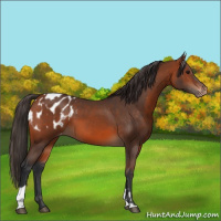 Horse Color:Bay Varnish  and Bay Blanket 