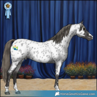 Horse Color:Smoky Blue Roan Appaloosa Rabicano 