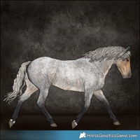Horse Color:Silver Smoky Blue Roan 