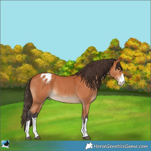 Horse Color:Bay Appaloosa 