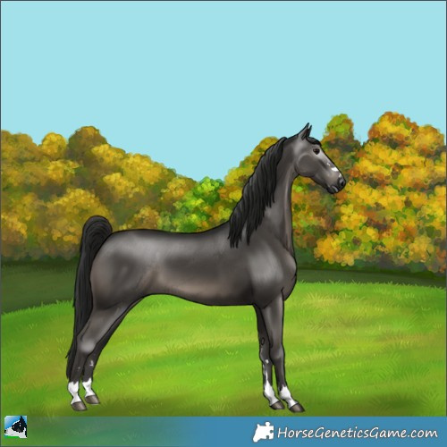 Horse Color:Gray Black 