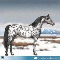 Horse Color:Black Appaloosa 