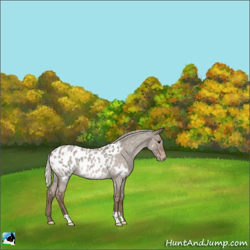 Horse Color:Silver Grullo Roan Appaloosa 