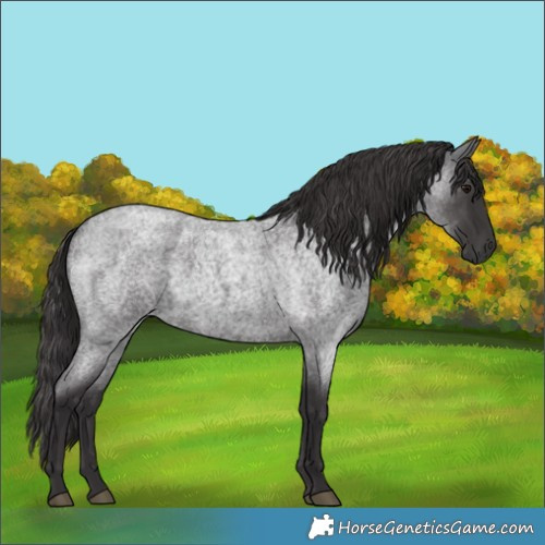 Horse Color:Smoky Blue Roan 