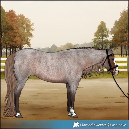 Horse Color:Liver Red Roan Sabino