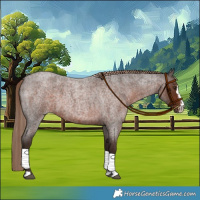Horse Color:Liver Red Roan Sabino 