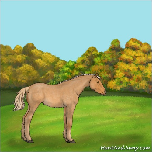 Horse Color:Palomino Roan 