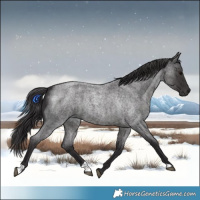 Horse Color:Smoky Blue Roan 