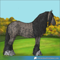 Horse Color:Black  and Grullo 