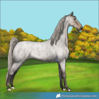 Horse Color:Silver Smoky Grullo Roan 