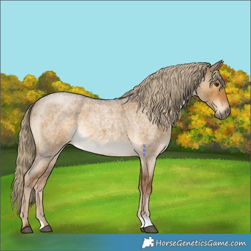 Horse Color:Chocolate Palomino Roan Dun 