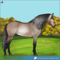 Horse Color:Gray Bay Roan Dun 