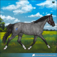 Horse Color:Smoky Blue Roan 