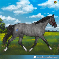 Horse Color:Smoky Blue Roan 