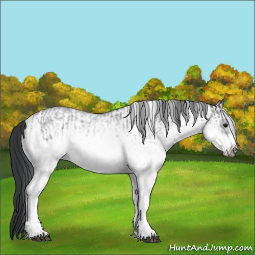 Horse Color:White Spotted Blue Roan Rabicano  and White Spotted Blue Roan Frame Rabicano 