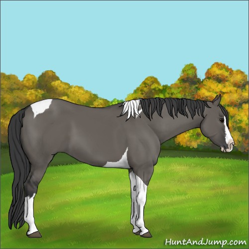 Horse Color:Grullo Splash Tobiano 
