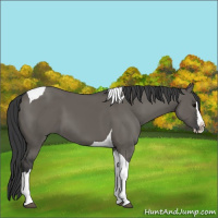 Horse Color:Grullo Splash Tobiano