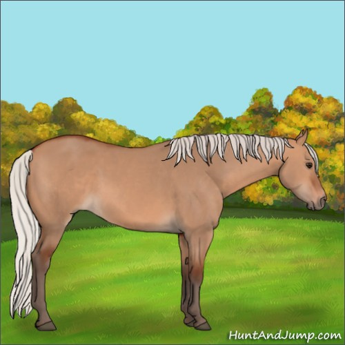 Horse Color:Silver Bay Dun