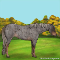 Horse Color:Liver Red Roan Rabicano 