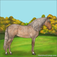 Horse Color:Chocolate Palomino Roan 