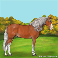 Horse Color:White Spotted Silver Bay Splash