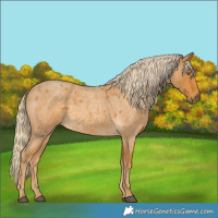 Horse Color:Palomino Roan 
