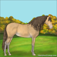 Horse Color:Amber Cream Champagne 