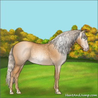 Horse Color:Gray Gold Cream Champagne 
