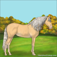 Horse Color:Gold Cream Champagne 
