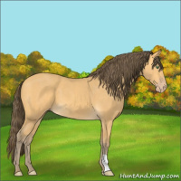Horse Color:Amber Cream Champagne 