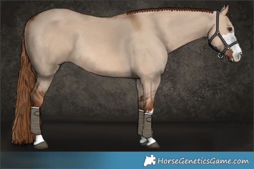 Horse Color:Red Dun Rabicano 
